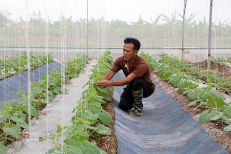 Hưng Yên: Nông dân sản xuất nông nghiệp trong... nhà mang lại hiệu quả kinh tế cao