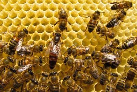 Hưng Yên phát triển nghề nuôi ong mật dựa vào KH&CN